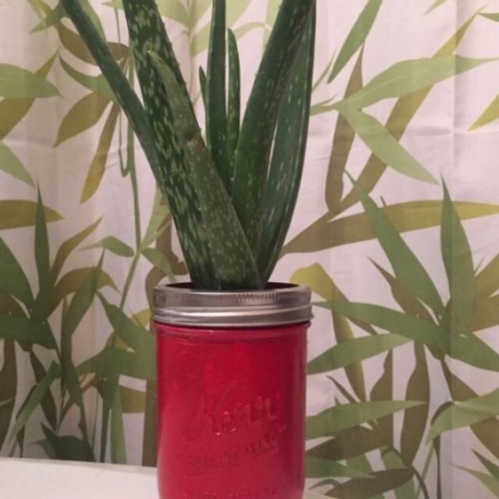 Aloe Vera